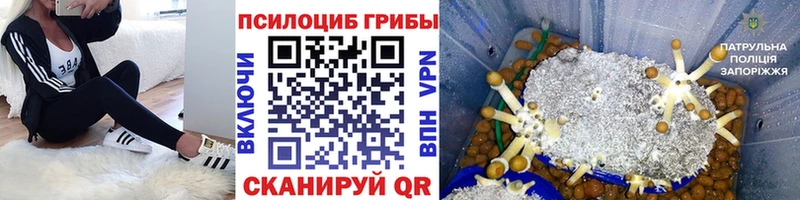 Купить  Нижний Ломов  Галлюциногенные грибы MAGIC MUSHROOMS 